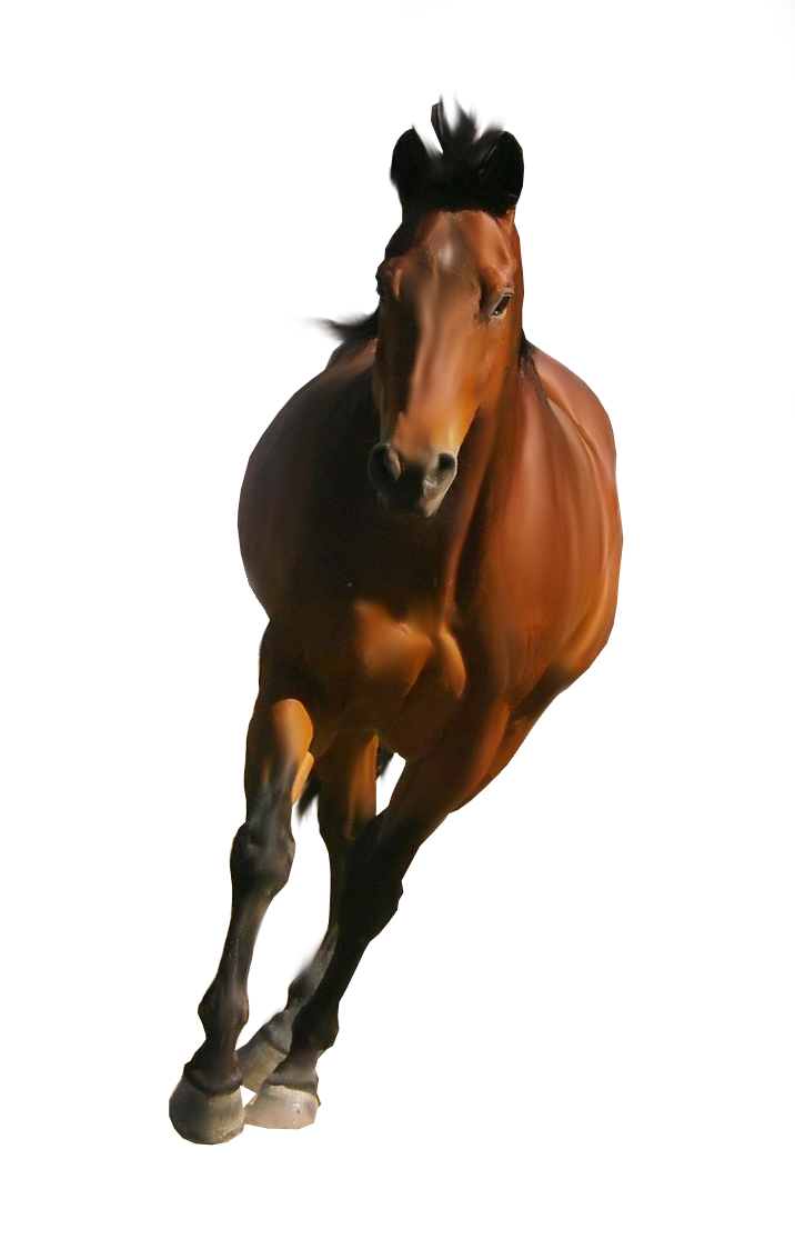 Contact Us I Lone Star Equine Sports Medicine